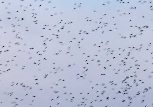 a large flock of mosquitoes flies against the sky on a warm summer evening