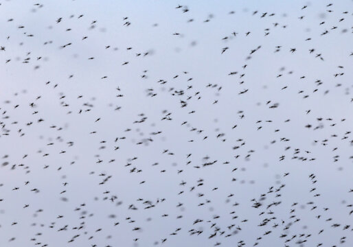 a large flock of mosquitoes flies against the sky on a warm summer evening