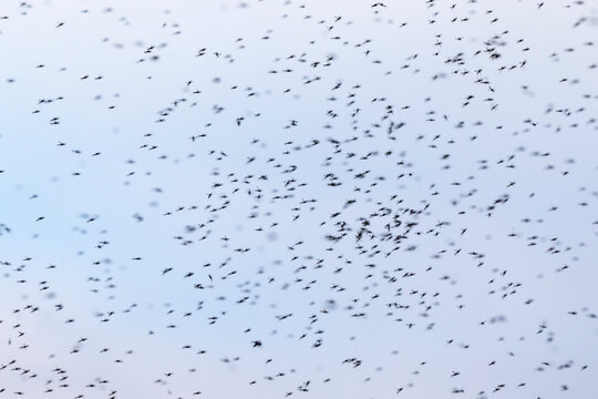  large flock of mosquitoes flies against the sky on a warm summer evening