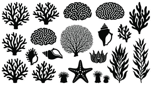 Collection of various coral, brain coral, starfish, sea anemone, shell, and seaweed illustrations in black and white, representing marine life