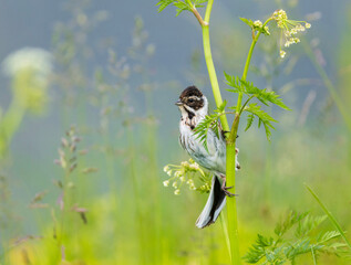 Reed bunting bird sitting on a blooming summer meadow © nataba