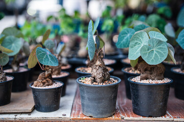 Obraz premium Rare collectible potted Stephania erecta plant seedlings selling at traditional plant market Chatuchak in Bangkok, expensive Stephania pierrei highly prized by plant lovers on display at vendor stall