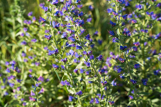 viper's bugloss and blueweed
Echium vulgare