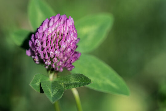 red clover,
Trifolium pratense pink flower closeup selective focus