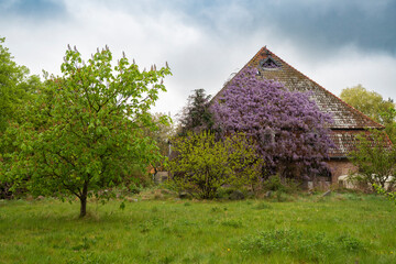 Blauregen blüht am Giebel einer Scheune © Holger W. Spieker