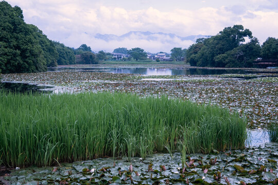 初夏の池に咲く睡蓮と水草