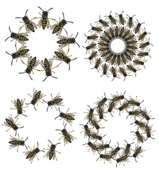 Bee mandala designs and frames for layout and graphic design with clear isolated background 