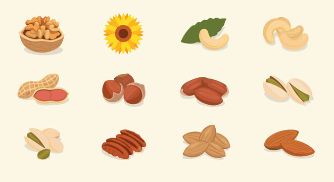 Assorted healthy nuts and seeds icons including walnuts peanuts almonds and sunflowers for nutritious snack and diet themes.