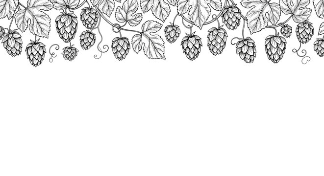 Horizontal border design with hand drawn black and white hop plants and leaves for botanical or brewery themed borders.