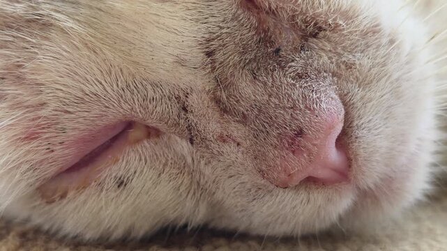 Close-up of a cat's snout showing soft cream fur, delicate pink nose, whiskers and mouth area, conveying a peaceful, resting pet with fine texture and gentle detail