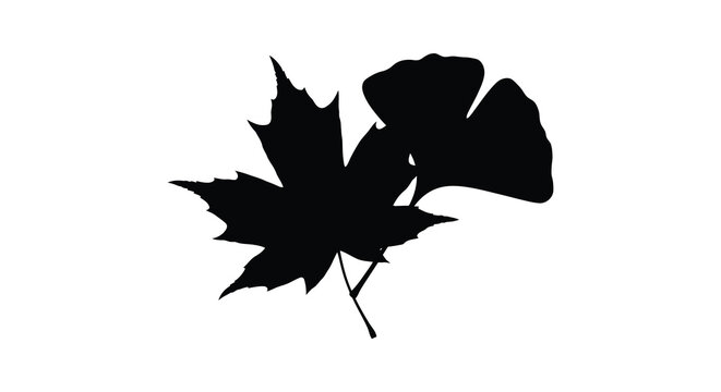 Maple And Gingko Leaf Silhouette Against A White Background