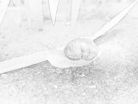 Detailed sketch-style illustration of a snail crawling on a textured ground surface. Black and white outline drawing with natural wildlife theme, suitable for educational, artistic, and design project