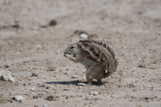 Cape ground squirrel (Xerus inauris)