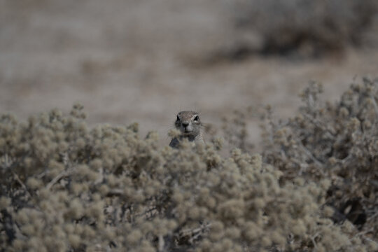 Cape ground squirrel (Xerus inauris)