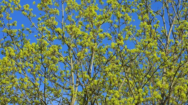 &Auml;ste mit frisch sprie&szlig;enden Bl&auml;ttern vor klarem, blauem Himmel, Ahorn, Mittelfranken, Bayern, Deutschland