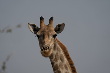 Obraz premium Giraffe in Etosha