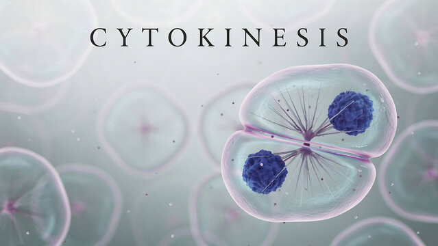 Cell division process cytokinesis with chromosomes and spindle fibers in a biological context for educational purposes  cell biology
