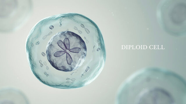 A diploid cell with a large nucleus and four chromosomes in a crosslike formation inside the cell  biology concept