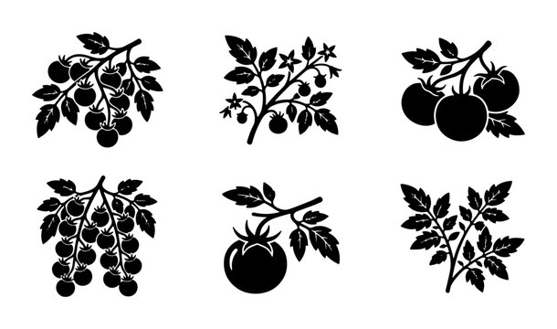 Vector Icons: Tomato Plant Branches with Fruit, Leaves, and Blossoms, Black Silhouette Graphics for Healthy Food and Gardening Concepts