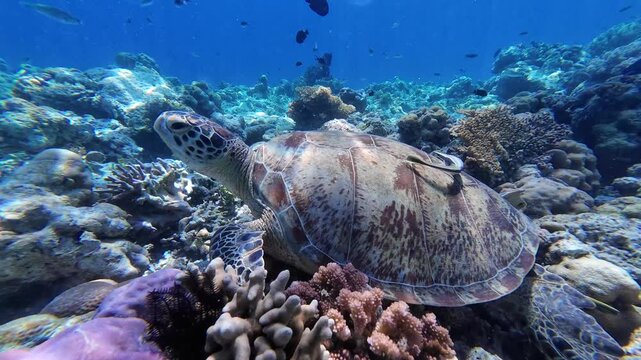 Green Sea Turtle with Remora on Coral Reef Seabe