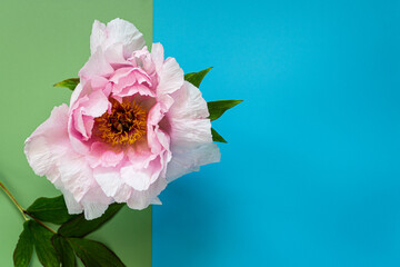 Fototapeta premium Fresh pink peony flower with vibrant turquoise and green background