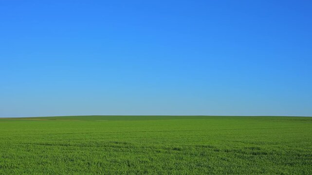 Weites gr&uuml;nes Feld unter einem klaren blauen Himmel in minimalistischer Landschaft, Ergersheim, Landkreis Neustadt an der Aisch-Bad Windsheim, Mittelfranken, Bayern, Deutschland