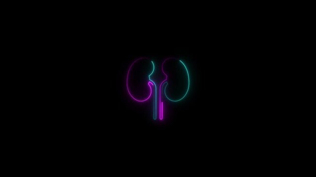 Neon kidney organ diagram icon animation a glowing outline of a human pair against a black background organs biology anatomy medical health organs biology anatomy medical health