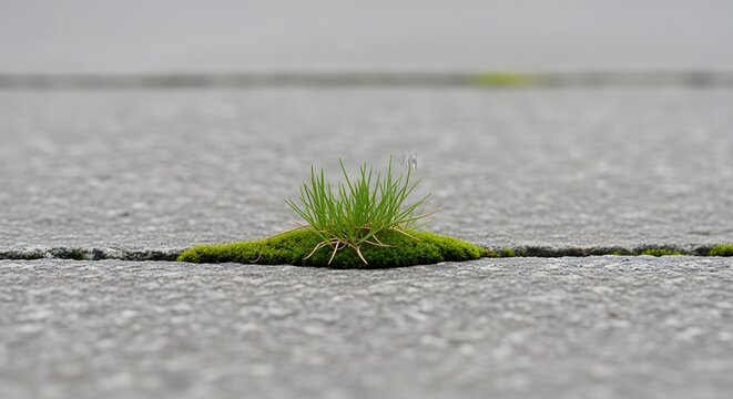 A small patch of vibrant green moss and tiny grass sprouts growing out of a crack in a rough gray asphalt backdrop