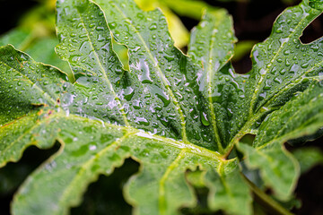 Close-up of a tropical green philodendron leaf covered with fresh water droplets. Vibrant foliage texture with natural hydration, rainwater beads and lush botanical details © Focalfinder