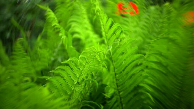 Lush green fern leaves in forest. Fern background