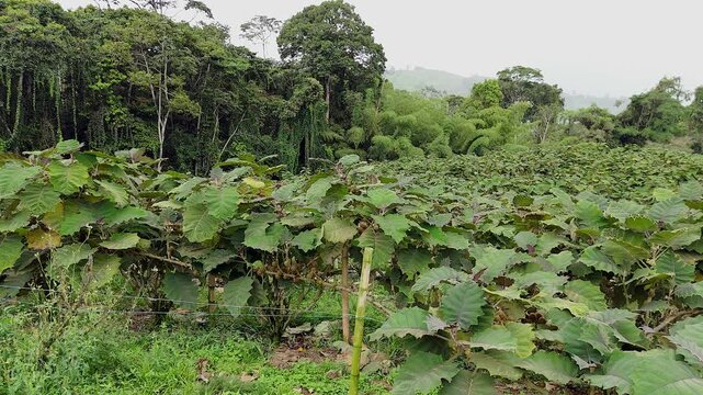 panoramic view looking over an expansive hillside lulo plantation bordering a tropical jungle in colombia