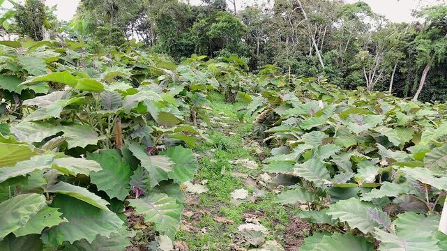 view looking down organized rows of green lulo plants on a colombian mountain farm
