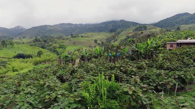 scenic view of mountainside lulo crops and banana trees on a colombian farm