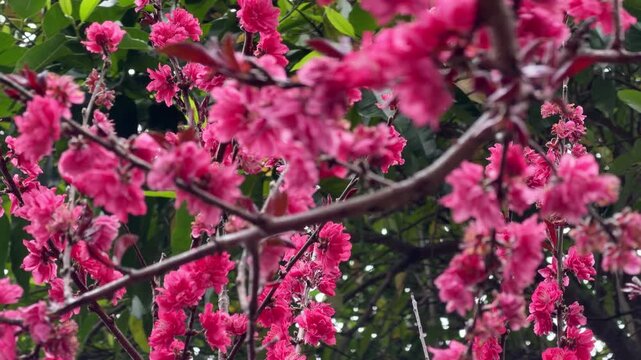 A close-up shot with slight camera movement moving through a branch of a blooming pink peach blossom tree (Prunus persica). Bright spring flowers against a natural green background in China.