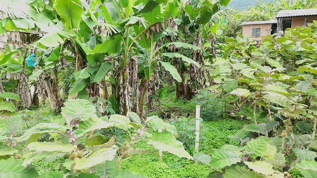 lush backyard farm with banana trees and lulo plants next to a rural house
