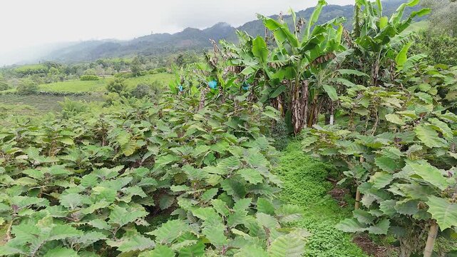 tropical lulo plantation with banana trees on a hillside farm in colombia