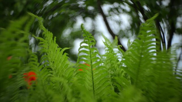 Lush green fern leaves in forest. Fern background