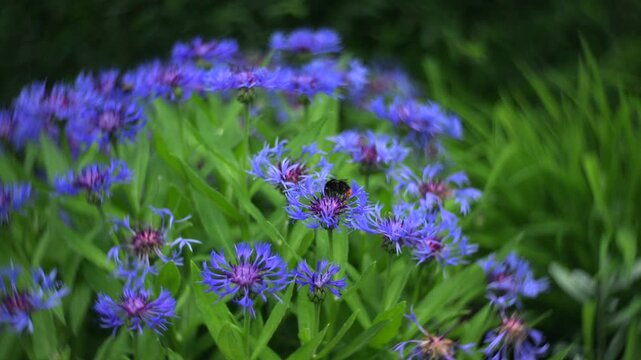 Bumblebees on blue cornflowers with dreamy swirling bokeh