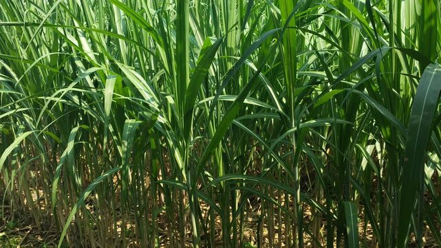 Close up of green corn leaves growing in the agricultural field.