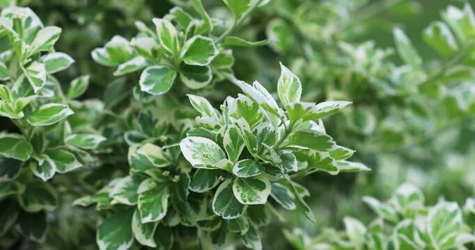 Lush bush of the euonymus or beresklet plant with twigs slowly swaying on wind in garden