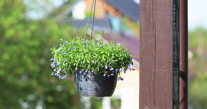 Ampel lobelia in a hanging planters for country gardening and landscape design