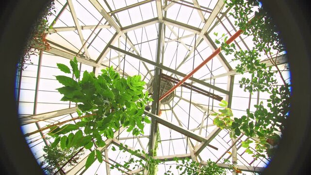Upward view of tropical plants and structural framework beneath a greenhouse roof. Concept botany, ecology, sustainability, architecture, conservation, biodiversity and environmental design.