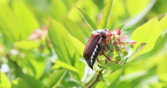 Maybug cockchafer melolontha on flower plant. Insect macro of may beetle bug in green environment.