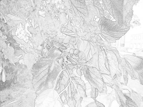 Detailed botanical sketch illustration featuring decorative garden plants and foliage. Black and white outline drawing with intricate leaf patterns, suitable for nature, educational, artistic, and des