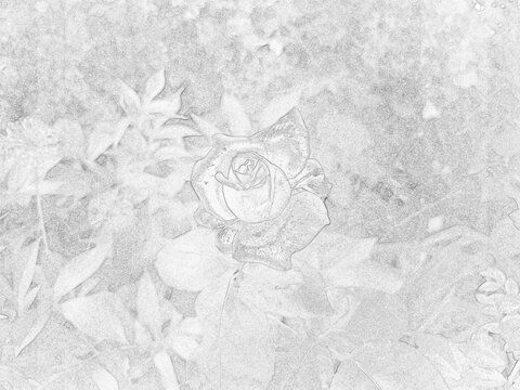 Detailed botanical sketch illustration featuring decorative garden plants and foliage. Black and white outline drawing with intricate leaf patterns, suitable for nature, educational, artistic, and des