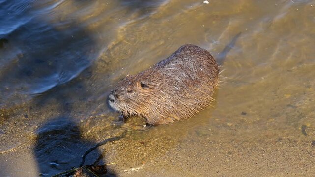Nutria - coypu (Myocastor coypus) in shallow water at river shore, herbivorous, semiaquatic rodent in the family Echimyidae, native to South America.