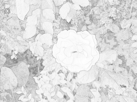Detailed botanical sketch illustration featuring decorative garden plants and foliage. Black and white outline drawing with intricate leaf patterns, suitable for nature, educational, artistic, and des