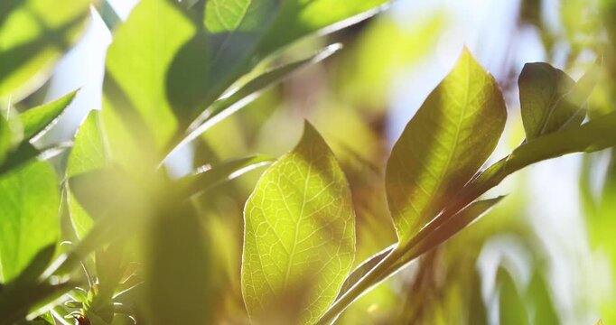 Morning sunlights  peek through the slowly swaying foliage