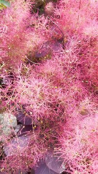 Vertical video social media - Closeup pan shot of delicate pink feathery plumes and green leaves of a deciduous European or Eurasian smoketree or smoke tree.