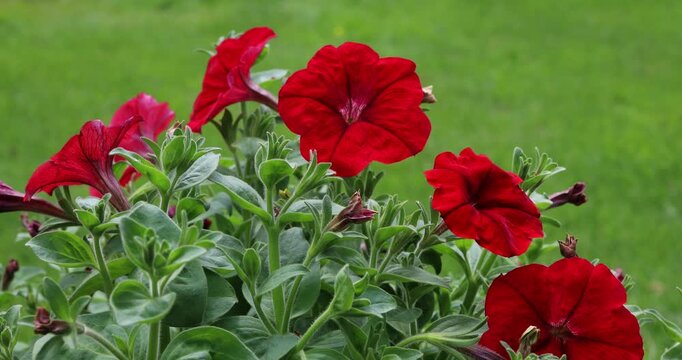 Red petunia flowers for country gardening and landscape design